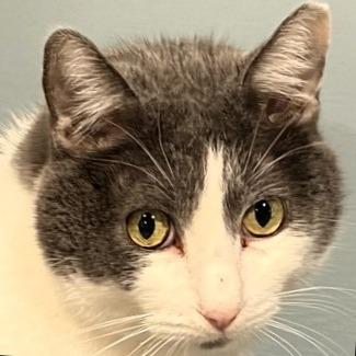 Enlarge Vinny, a Adoptable American Shorthair in Shawnee, KS image 5/6
