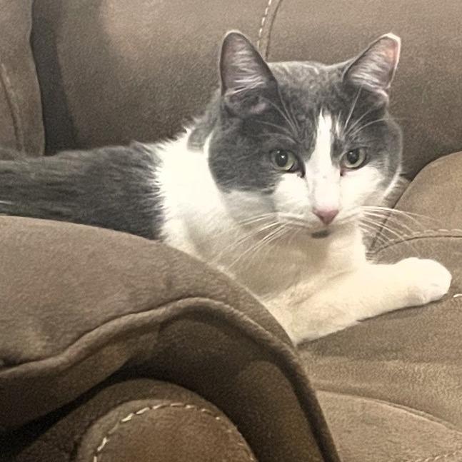 Enlarge Vinny, a Adoptable American Shorthair in Shawnee, KS image 6/6