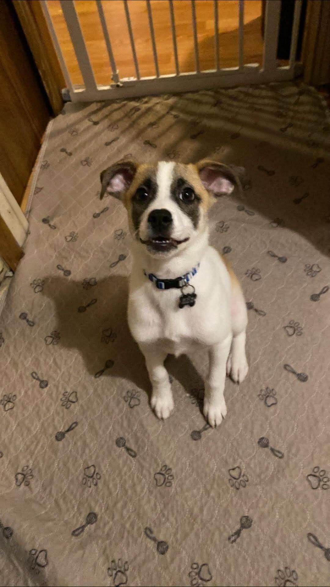 Enlarge Keytar, a Adoptable mixed breed in New Baltimore, MI image 1/3