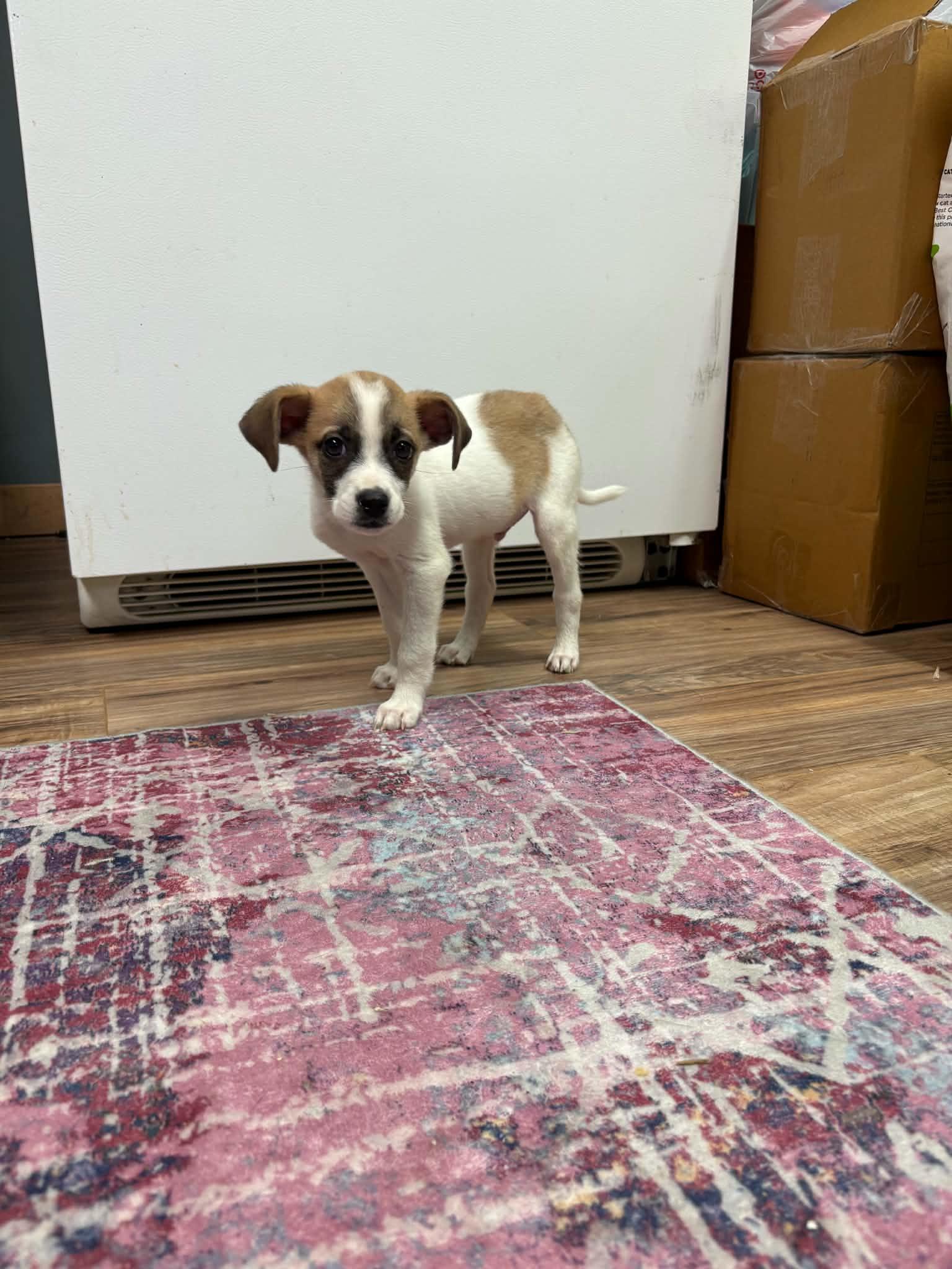 Keytar, Adoptable, Puppy Male Jack Russell Terrier & Papillon.