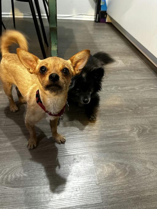 Canela, a Adoptable mixed breed in Los Angeles, CA image 1/5