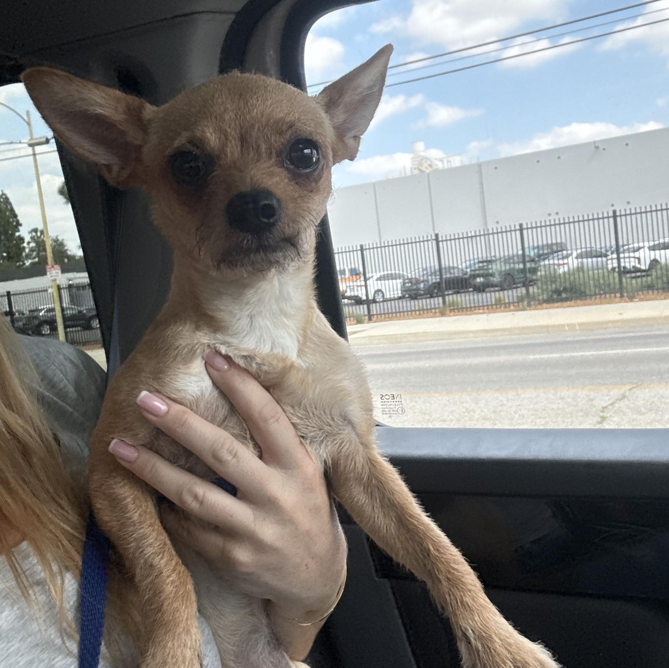 Canela, a Adoptable mixed breed in Los Angeles, CA image 2/5