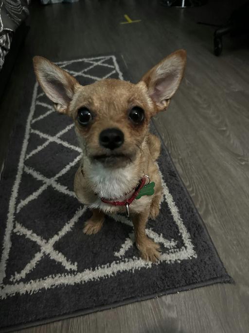 Canela, a Adoptable mixed breed in Los Angeles, CA image 3/5