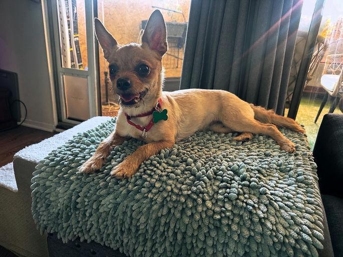 Canela, a Adoptable mixed breed in Los Angeles, CA image 4/5