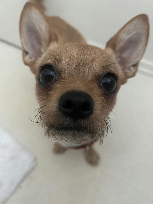 Canela, a Adoptable mixed breed in Los Angeles, CA image 5/5