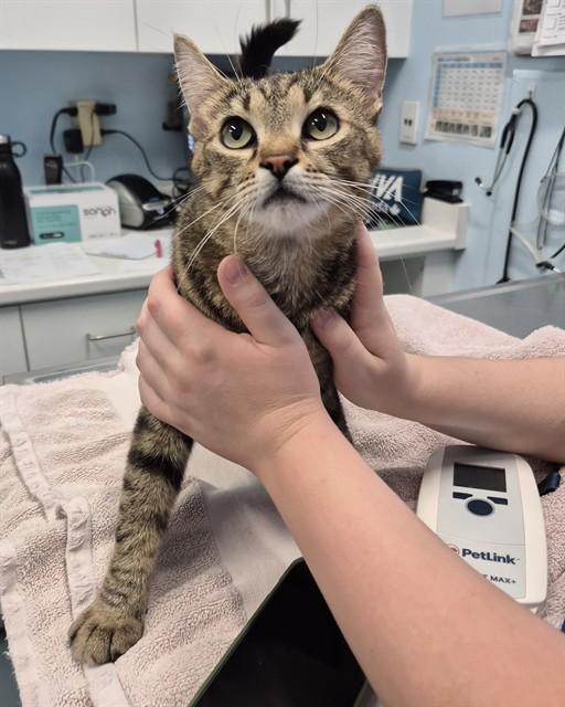 FLORA, Adoptable, Young Female Domestic Short Hair.