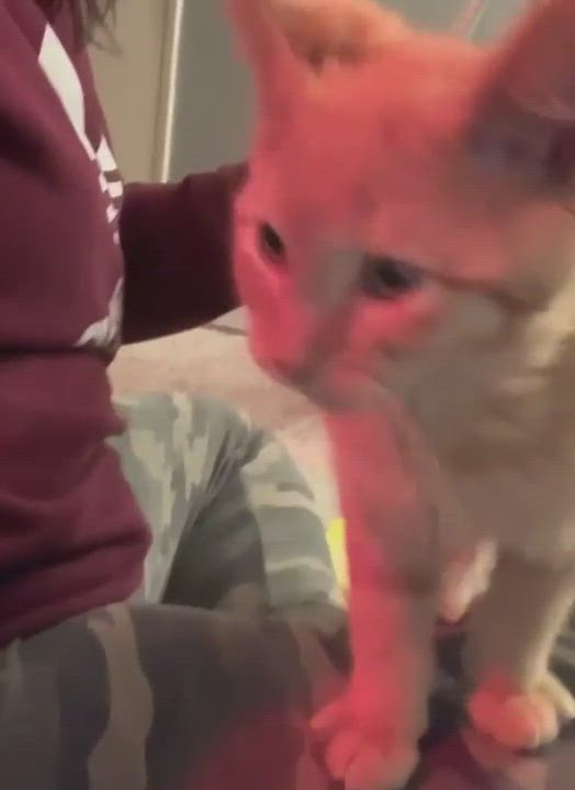 Enlarge Shere Khan, a Adopted mixed breed in Dixon, CA video 2/3