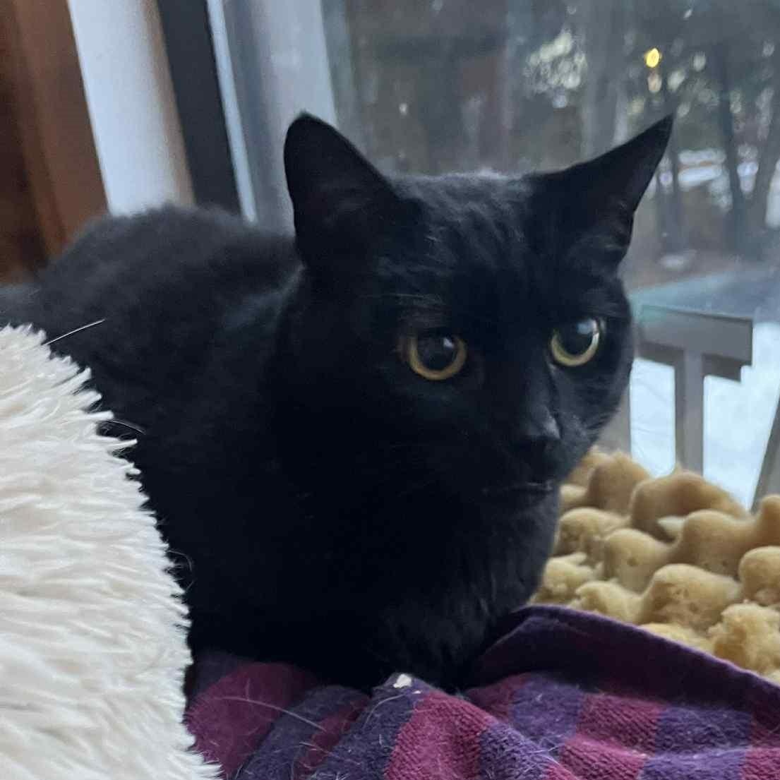 Enlarge Lenore, a ADOPTABLE mixed breed in Huntington, NY image 3/3