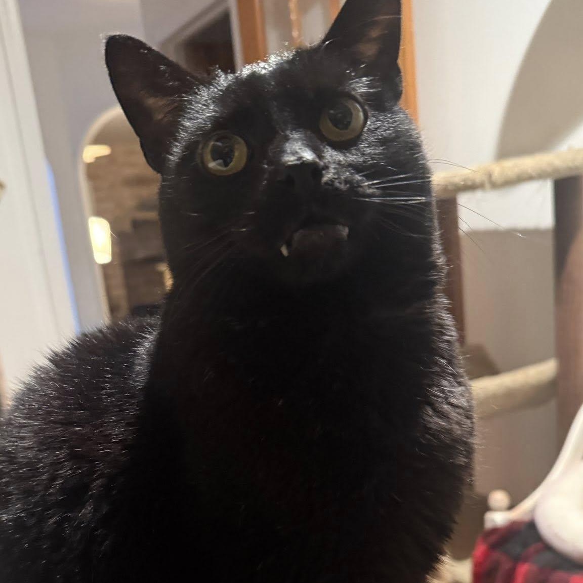 Lenore, ADOPTABLE, Adult Female Domestic Short Hair & Bombay.