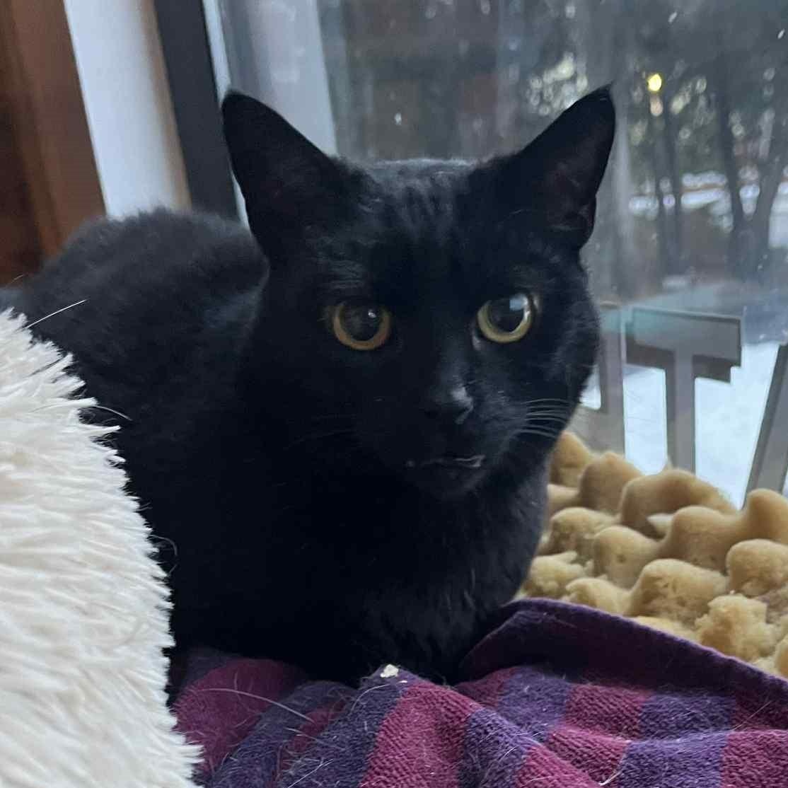 Enlarge Lenore, a ADOPTABLE mixed breed in Huntington, NY image 2/3