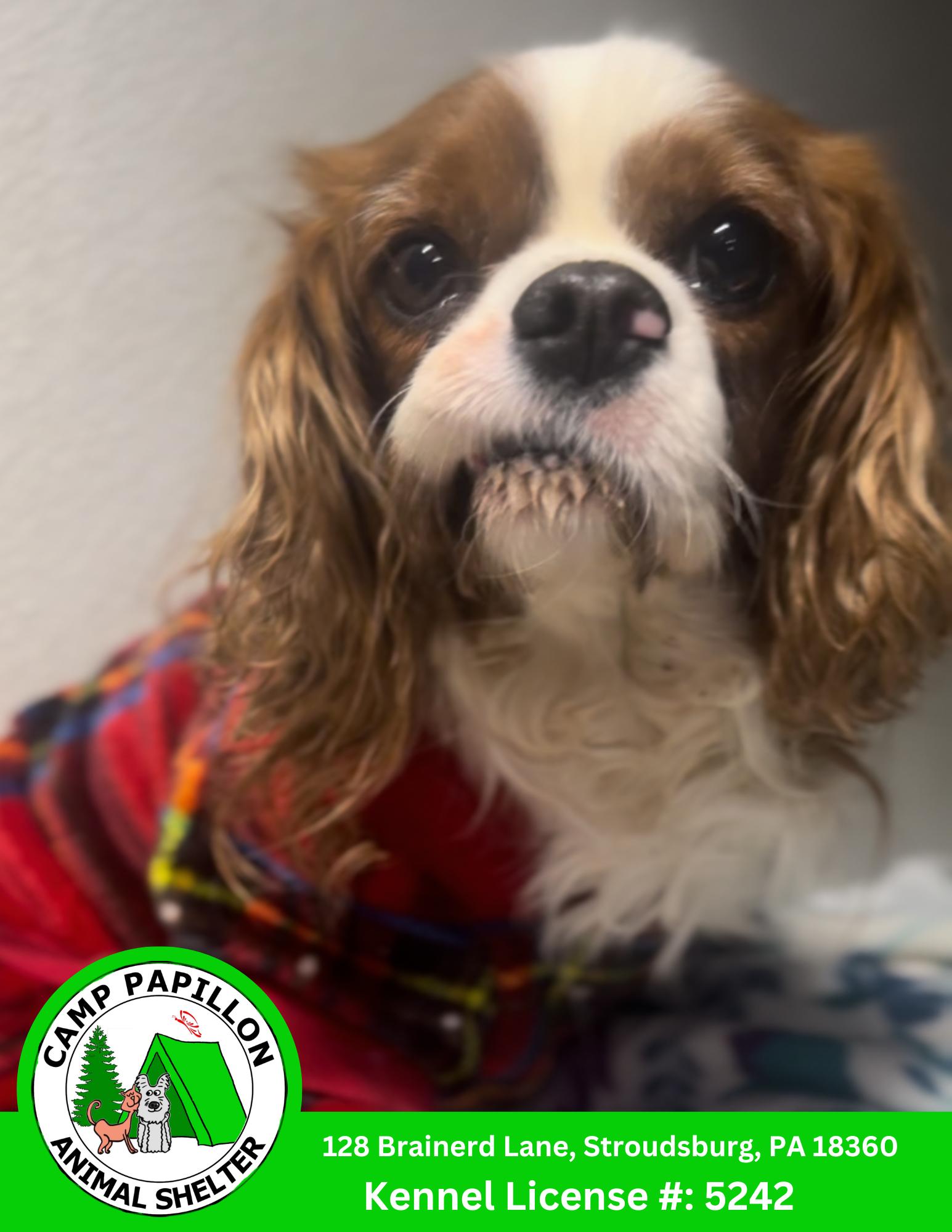 Enlarge Cornelius Cob, a Adopted Cavalier King Charles Spaniel in Stroudsburg, PA image 1/2