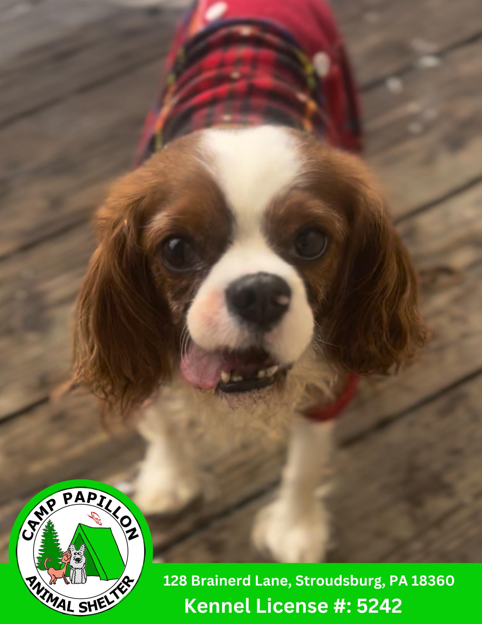 Enlarge Cornelius Cob, a Adopted Cavalier King Charles Spaniel in Stroudsburg, PA image 2/2