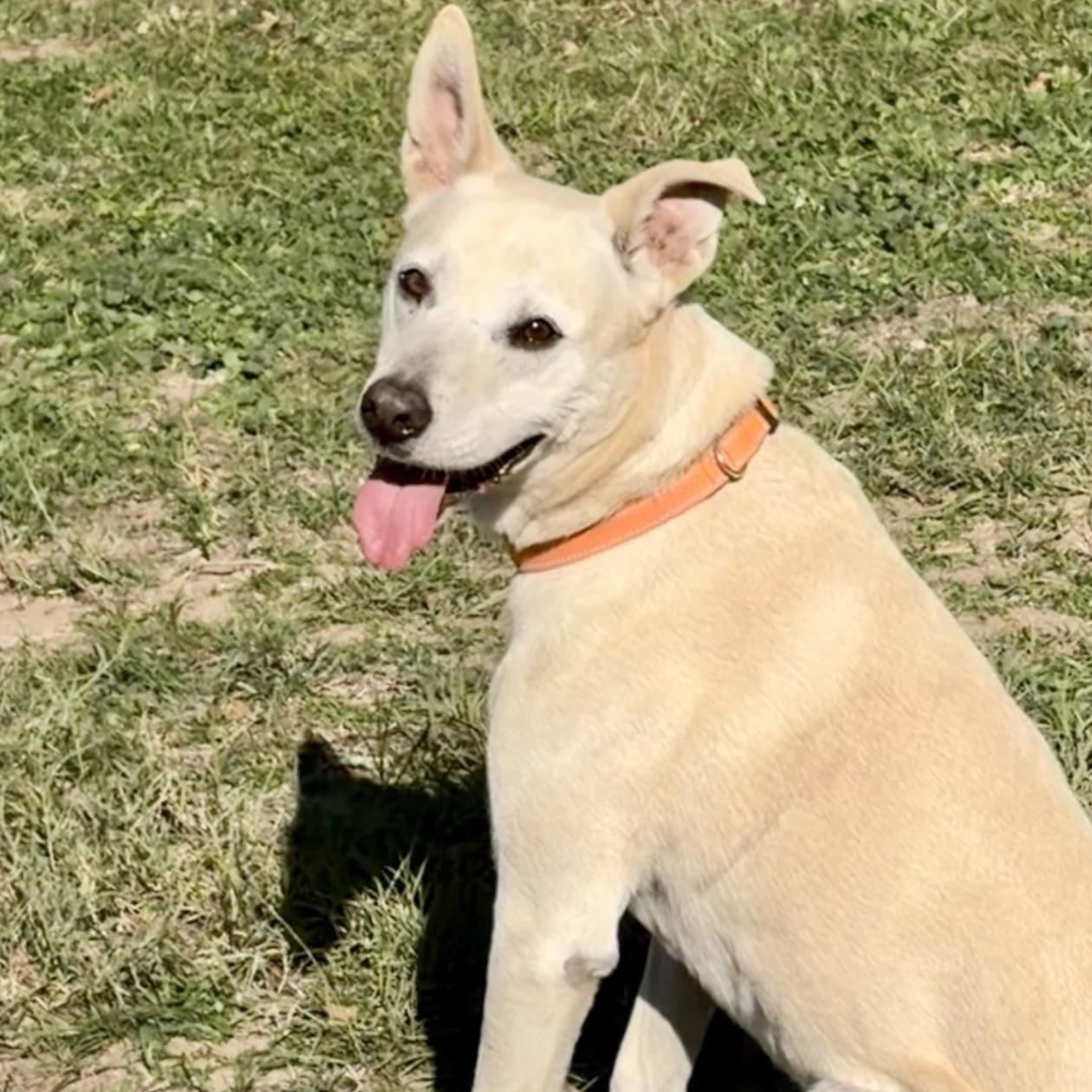 Enlarge Max Garrison, a Adoptable mixed breed in Boston, MA image 3/6
