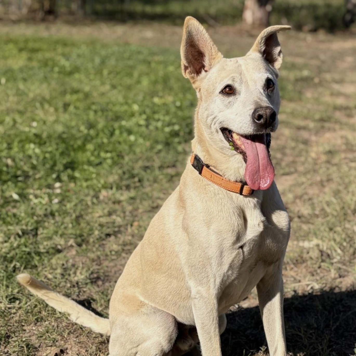 Enlarge Max Garrison, a Adoptable mixed breed in Boston, MA image 4/6