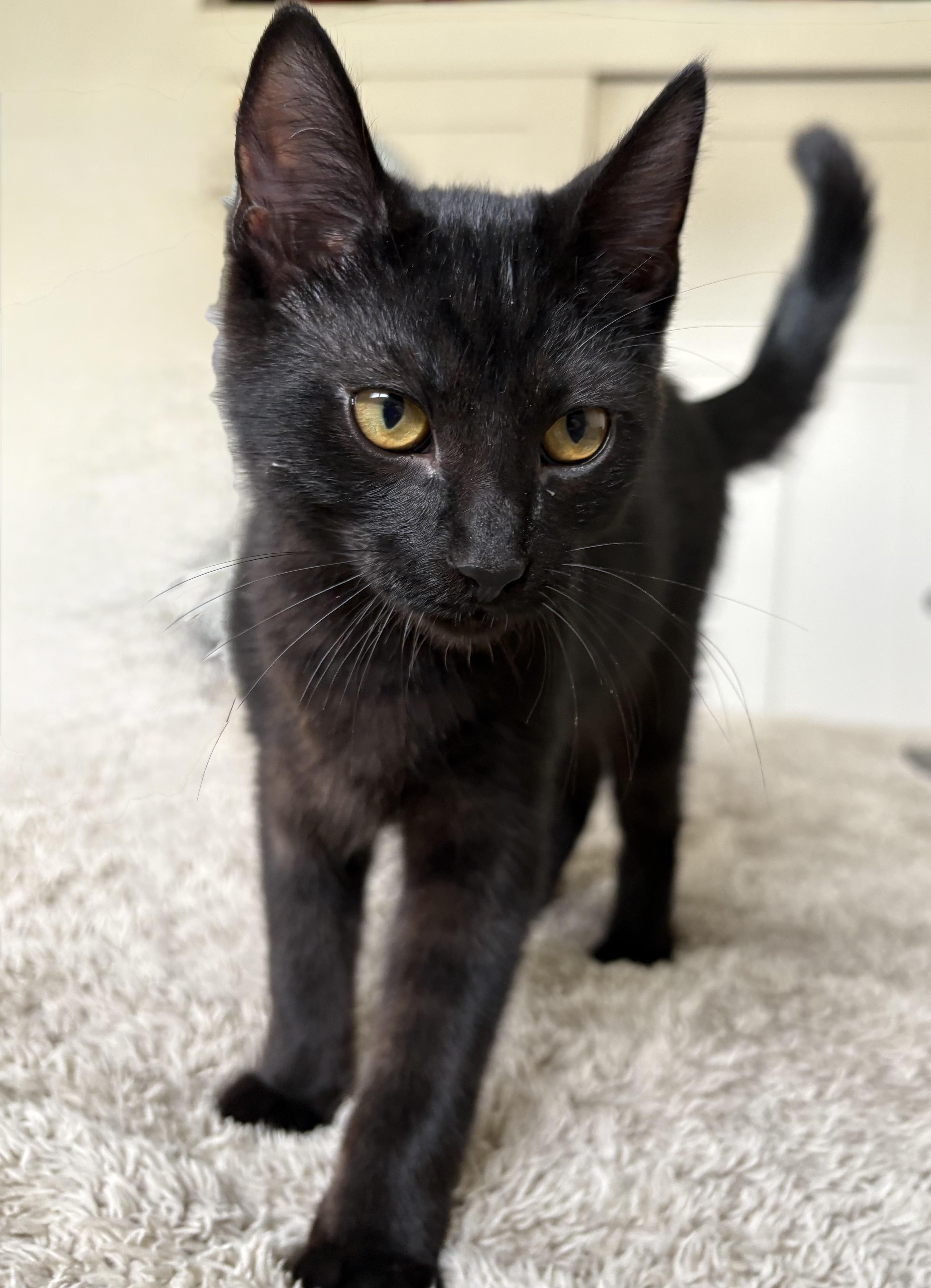 Valerie,-md, Adoptable, Kitten Female Domestic Short Hair.