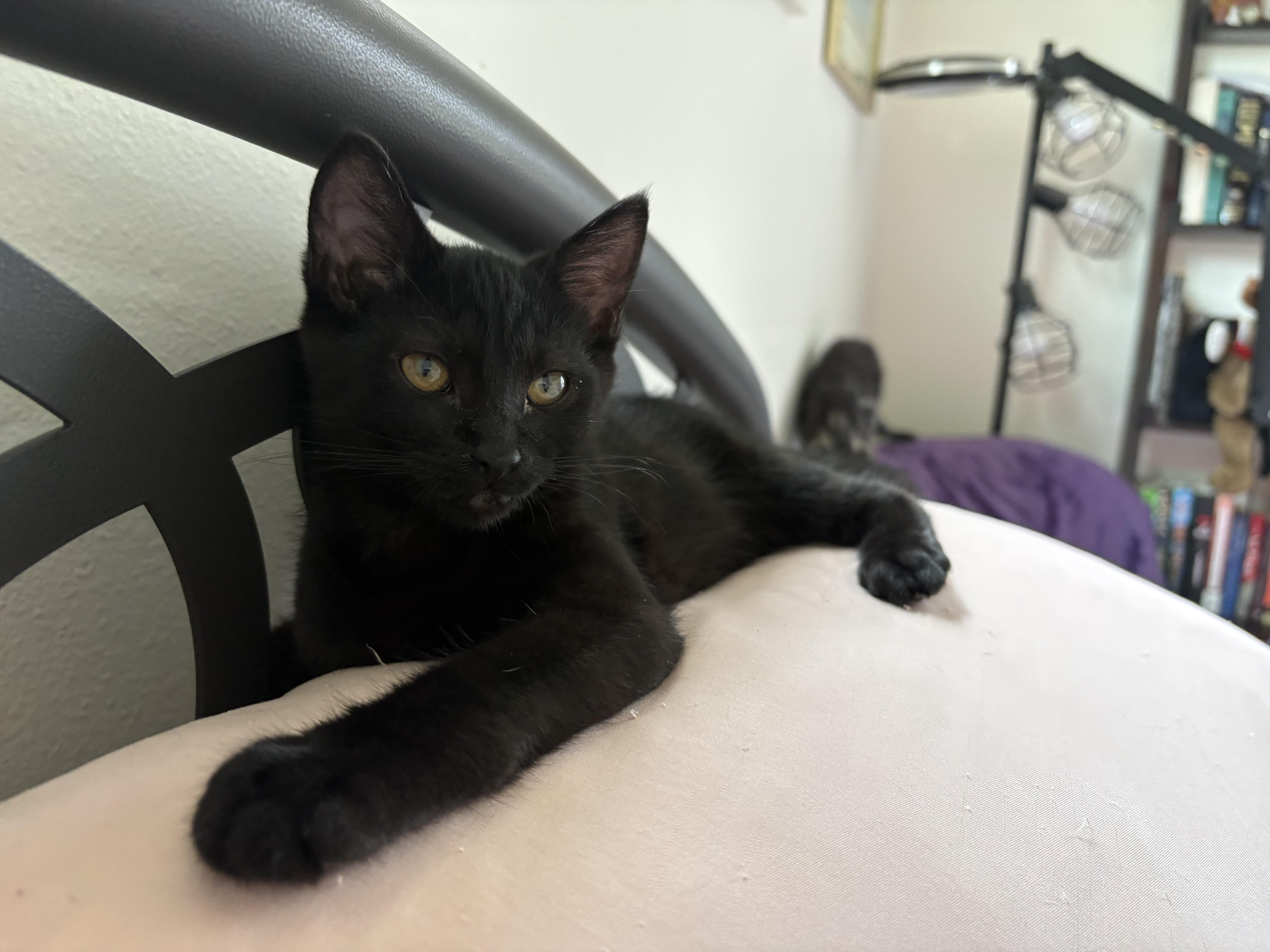 Enlarge Valerie,-md, a Adoptable Domestic Short Hair in Burlington, WA image 3/3