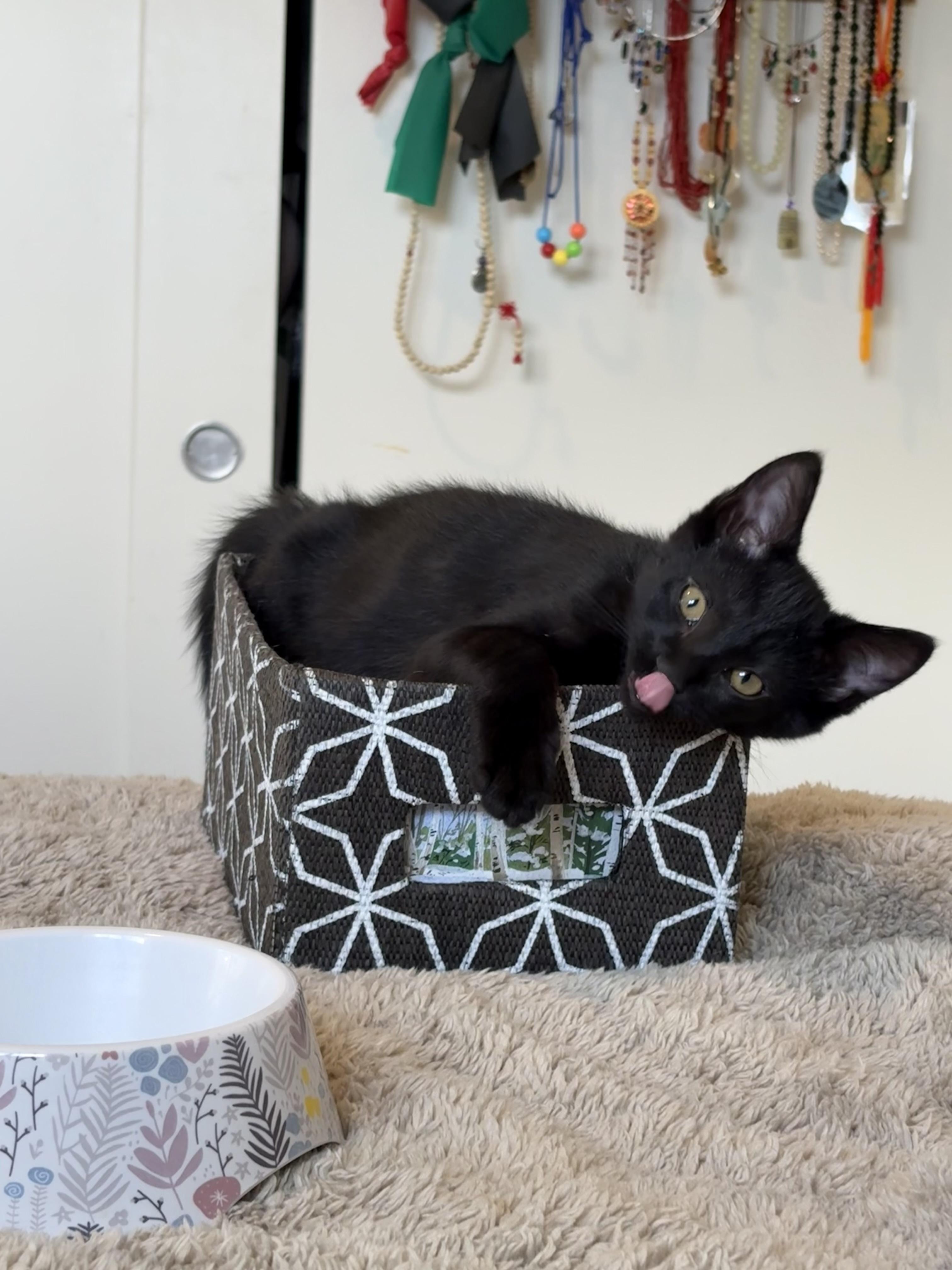 Enlarge Valerie,-md, a Adoptable Domestic Short Hair in Burlington, WA image 2/3