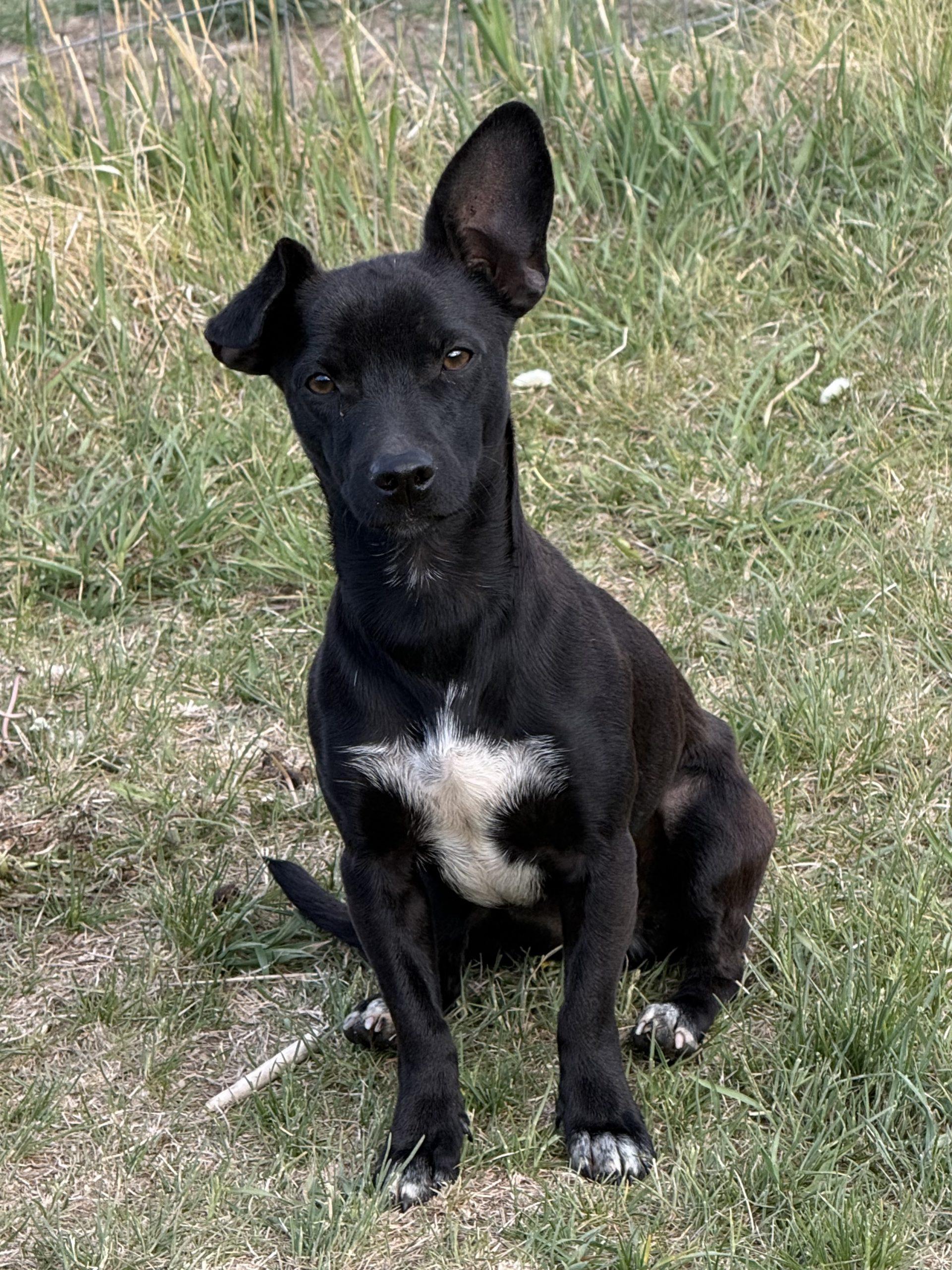 Benny, Adoptable, Puppy Male Chihuahua.