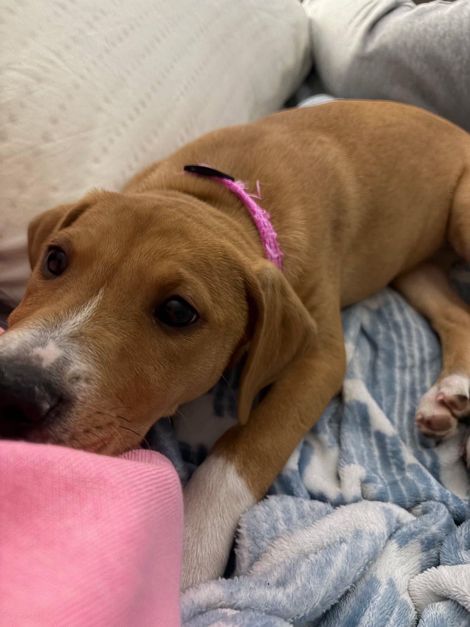 Enlarge Gigi, an adopted mixed breed in Riverdale, NJ image 3/3