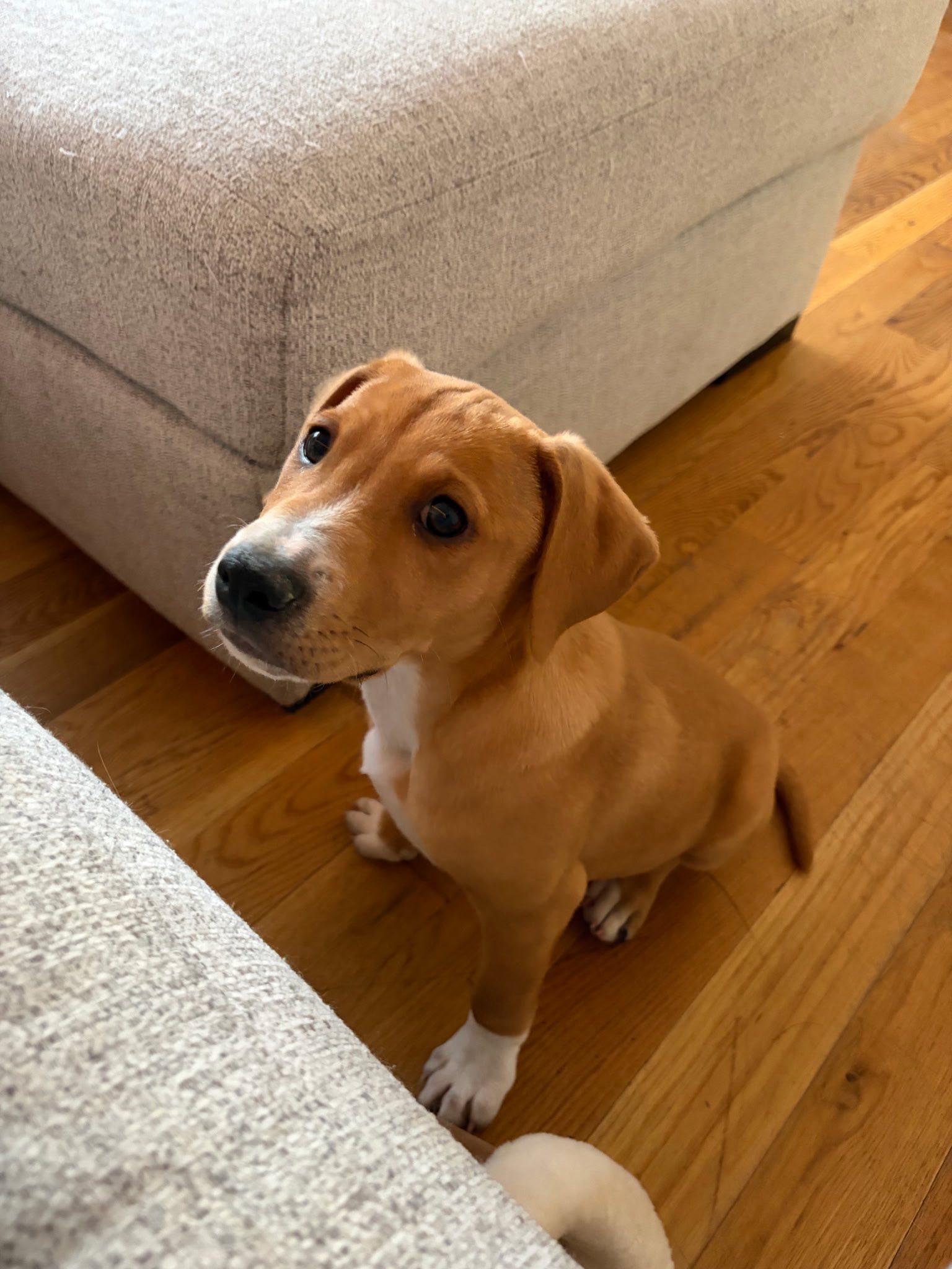 Enlarge Gigi, an adopted mixed breed in Riverdale, NJ image 1/3