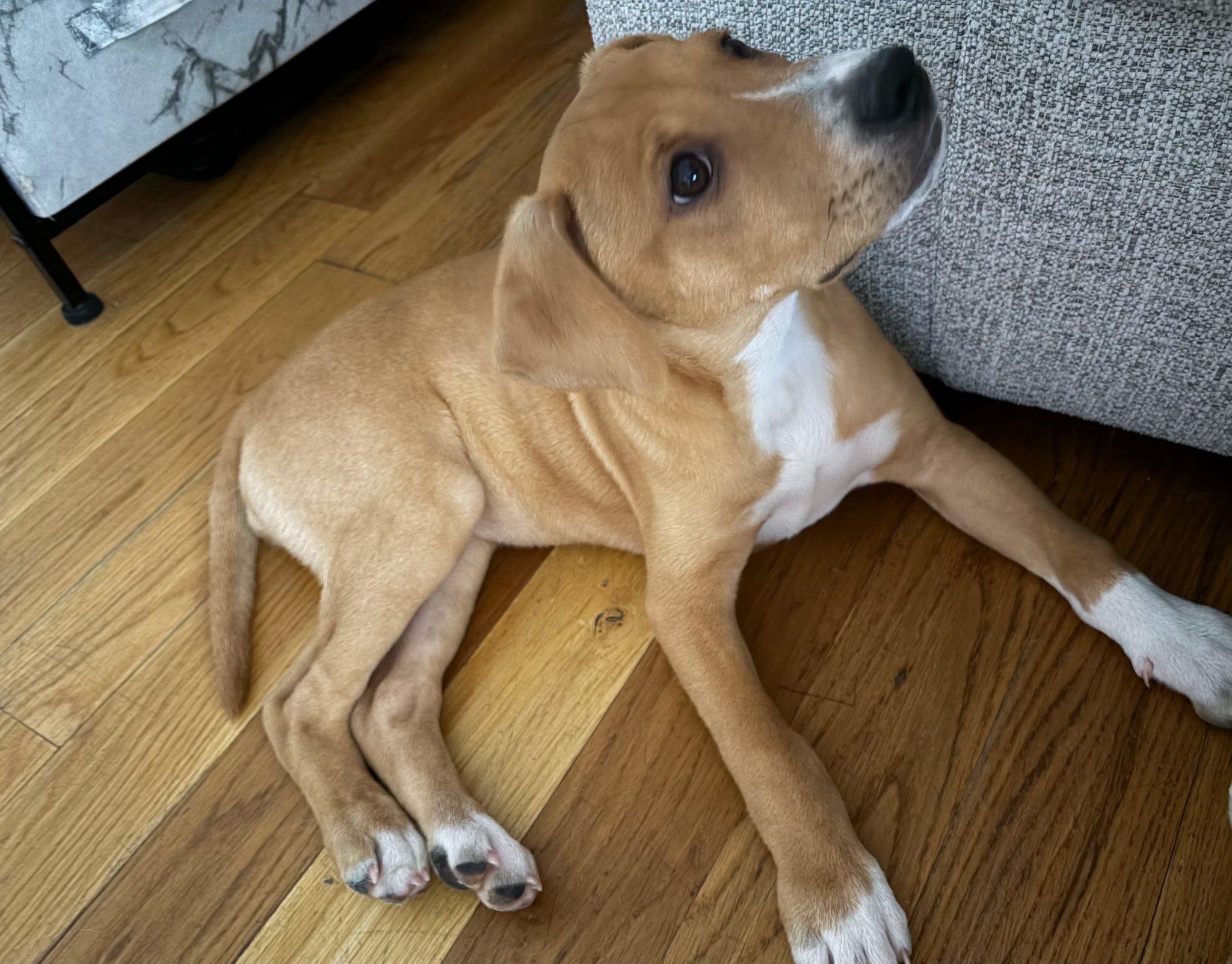 Enlarge Gigi, an adopted mixed breed in Riverdale, NJ image 2/3