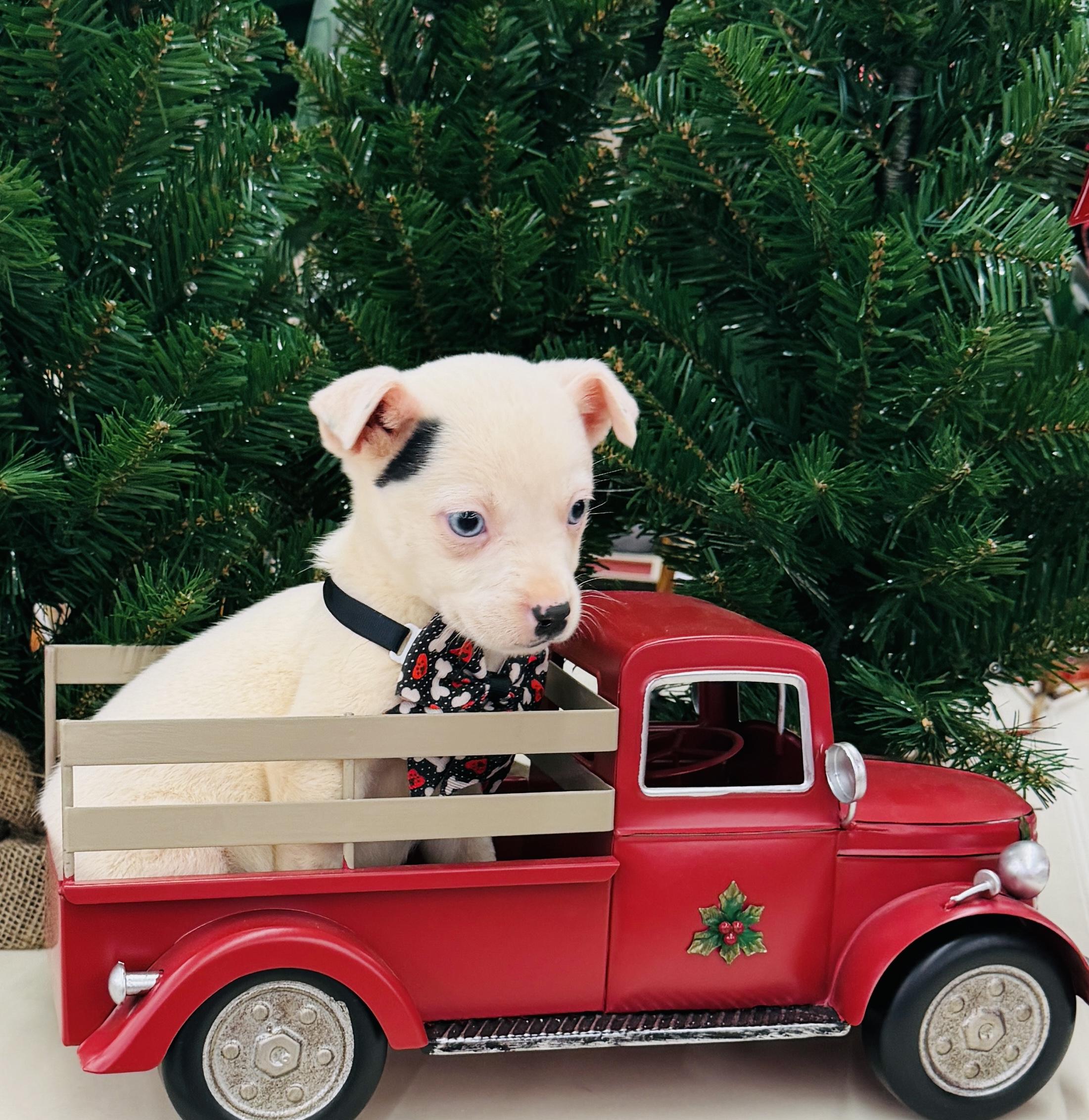 Coconut, ADOPTABLE, Young Female Chiweenie.