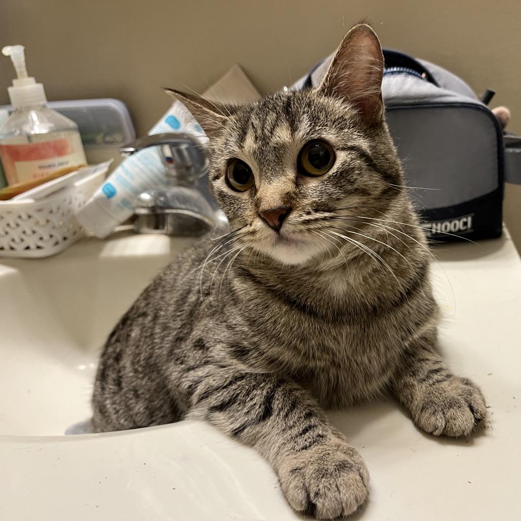 Pool, Baby Female Domestic Short Hair