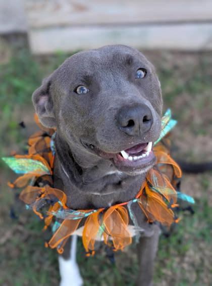 Enlarge Mako, a Adoptable mixed breed in Gulfport, MS image 1/1