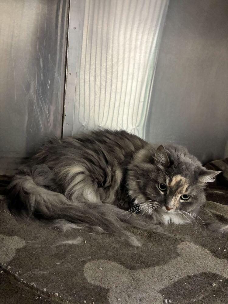 China, Adoptable, Kitten Female Domestic Long Hair.