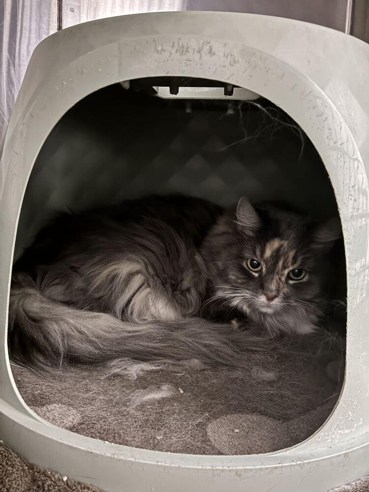 Enlarge China, a Adoptable Domestic Long Hair in Marietta, GA image 2/5