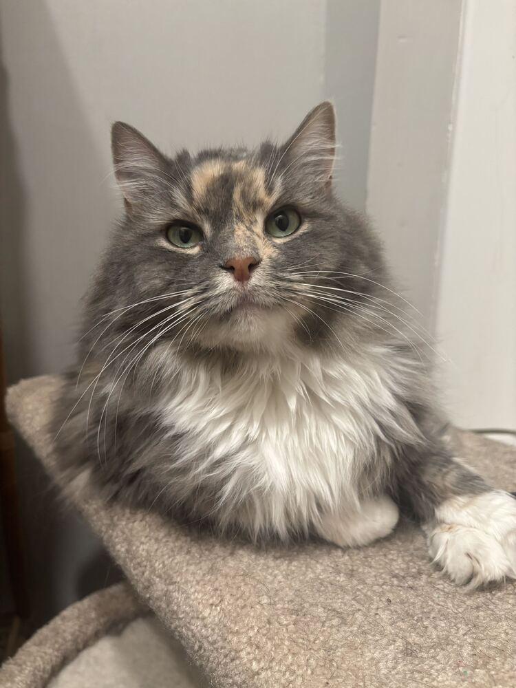Enlarge China, a Adoptable Domestic Long Hair in Marietta, GA image 3/5