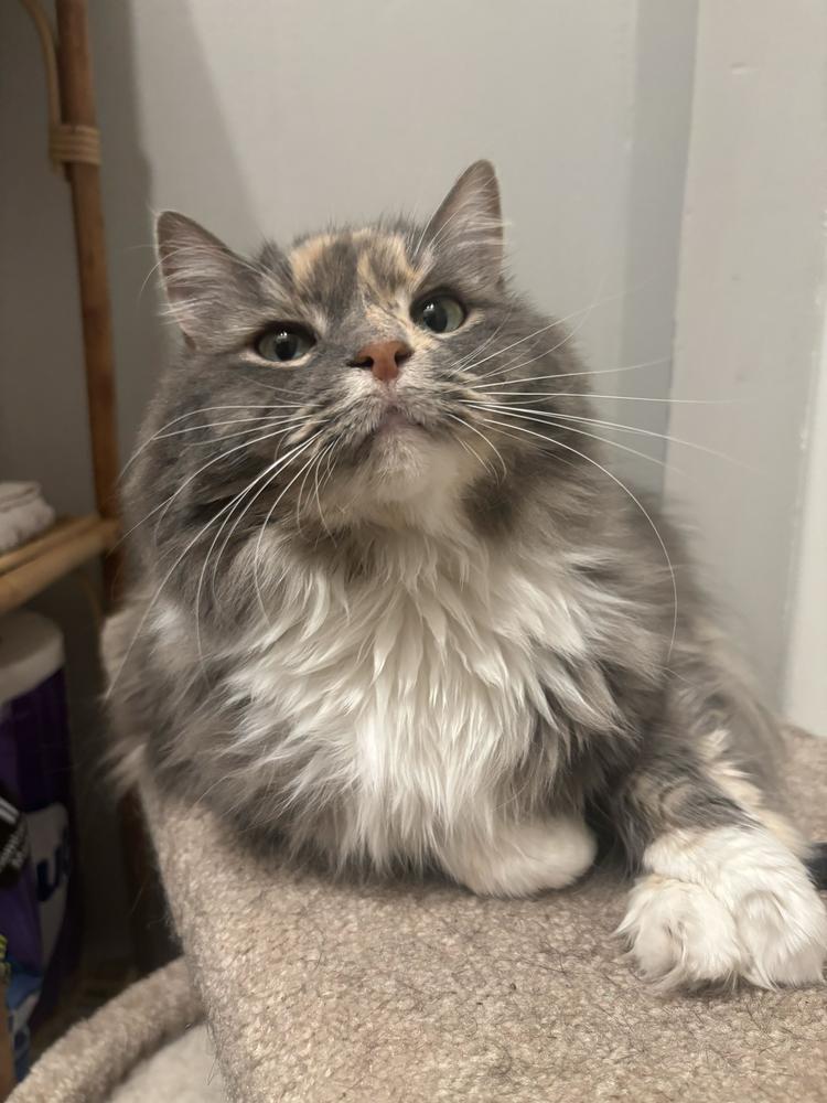 Enlarge China, a Adoptable Domestic Long Hair in Marietta, GA image 4/5