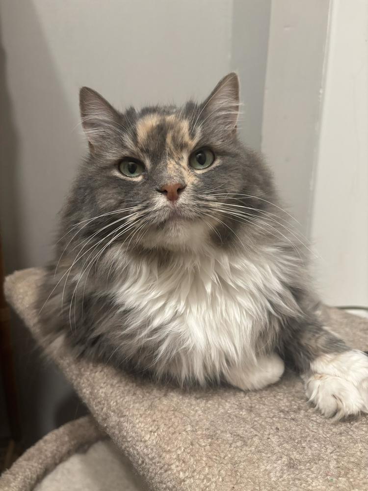 Enlarge China, a Adoptable Domestic Long Hair in Marietta, GA image 5/5