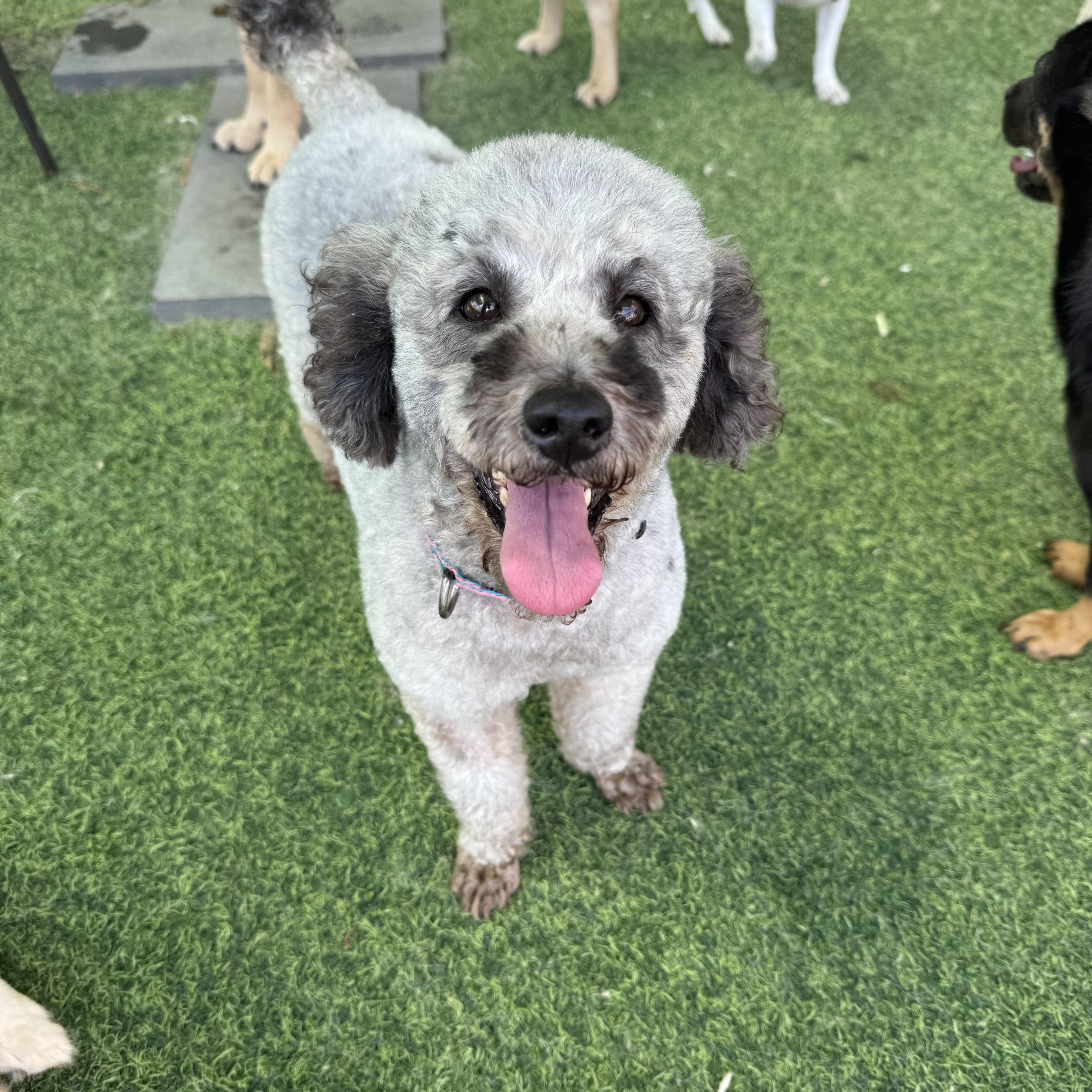 Enlarge Billy, a ADOPTABLE Poodle in Duluth, GA image 6/6