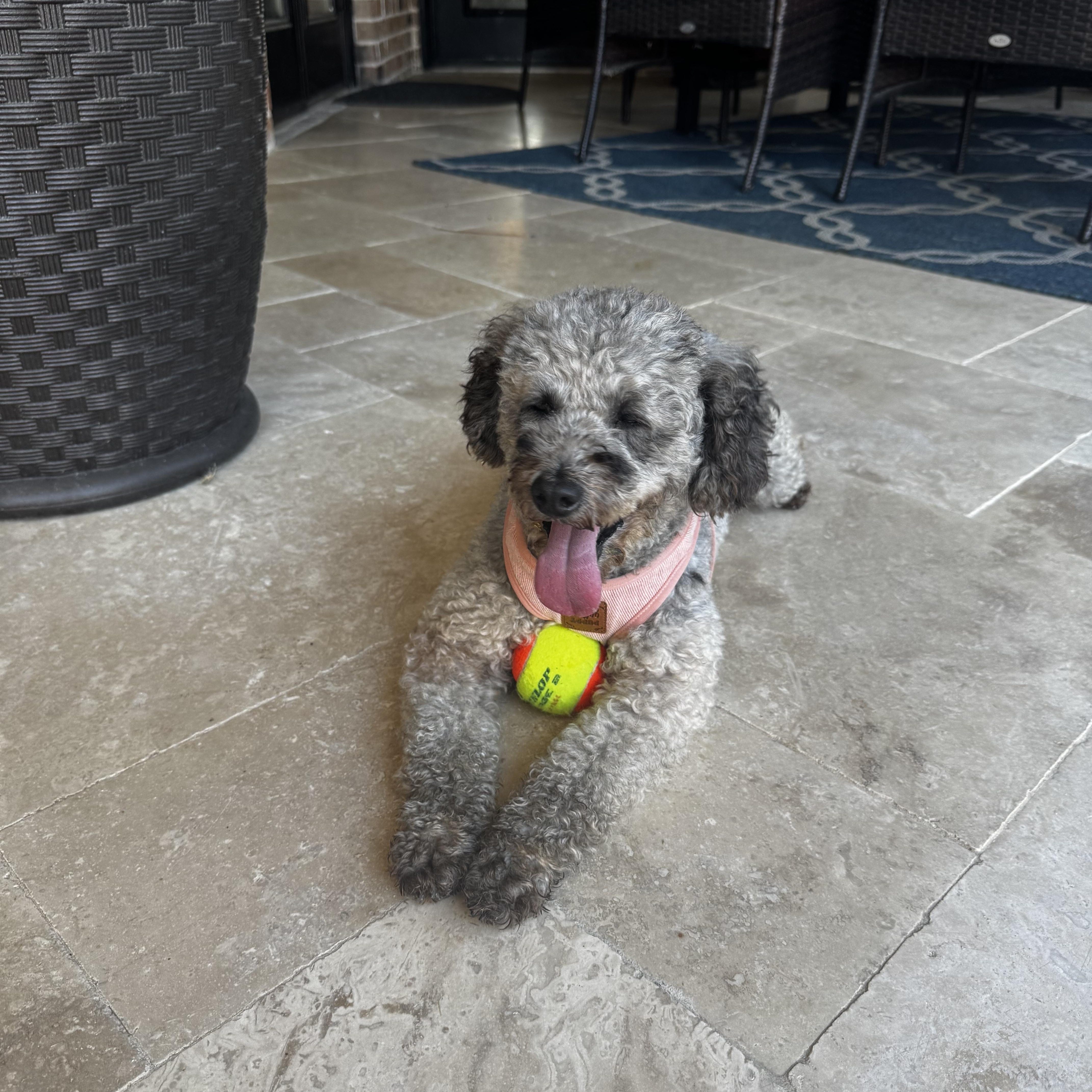 Enlarge Billy, a ADOPTABLE Poodle in Duluth, GA image 3/6