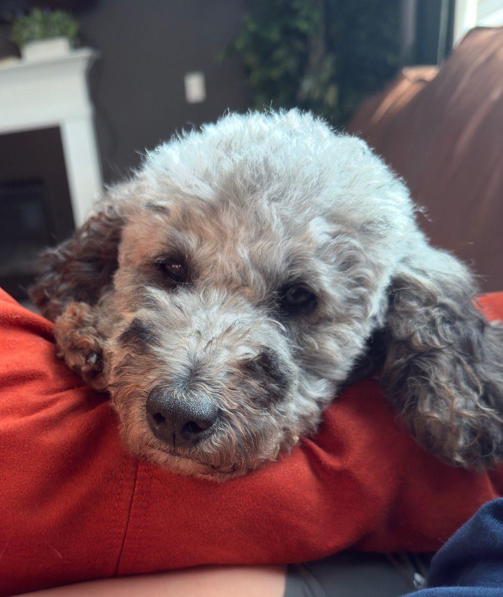Enlarge Billy, a ADOPTABLE Poodle in Duluth, GA image 2/6