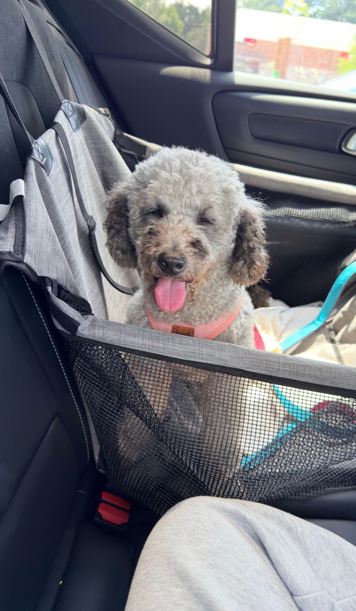 Enlarge Billy, a ADOPTABLE Poodle in Duluth, GA image 4/6