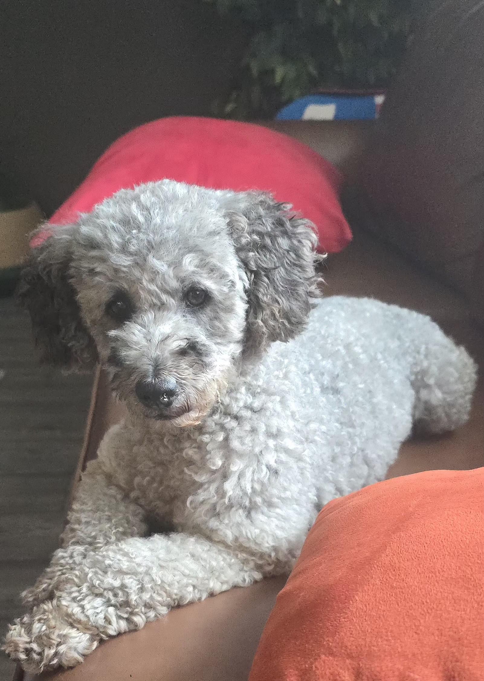Billy, ADOPTABLE, Adult Male Poodle.