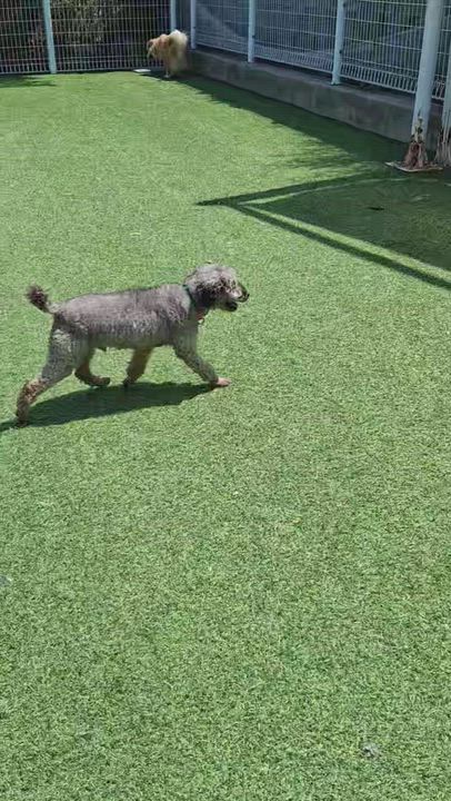 Enlarge Billy, a ADOPTABLE Poodle in Duluth, GA video 5/6
