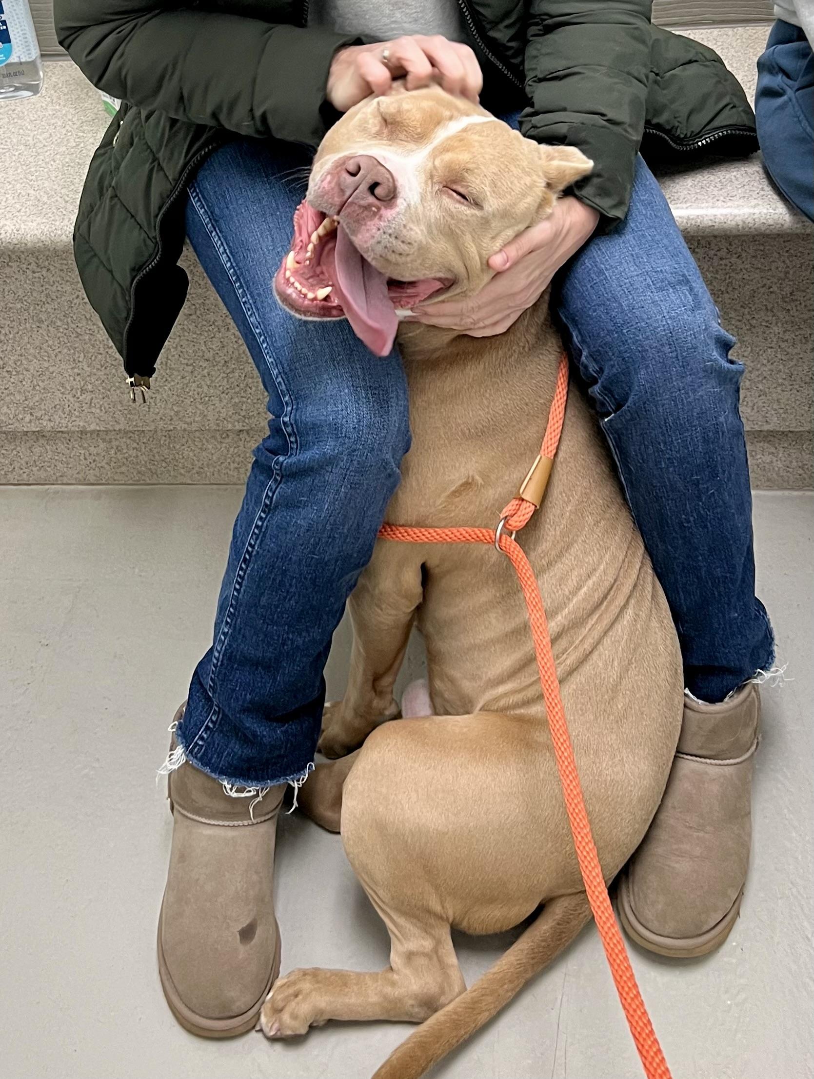 Enlarge Meatloaf, a ADOPTABLE mixed breed in Danville, IN image 3/5
