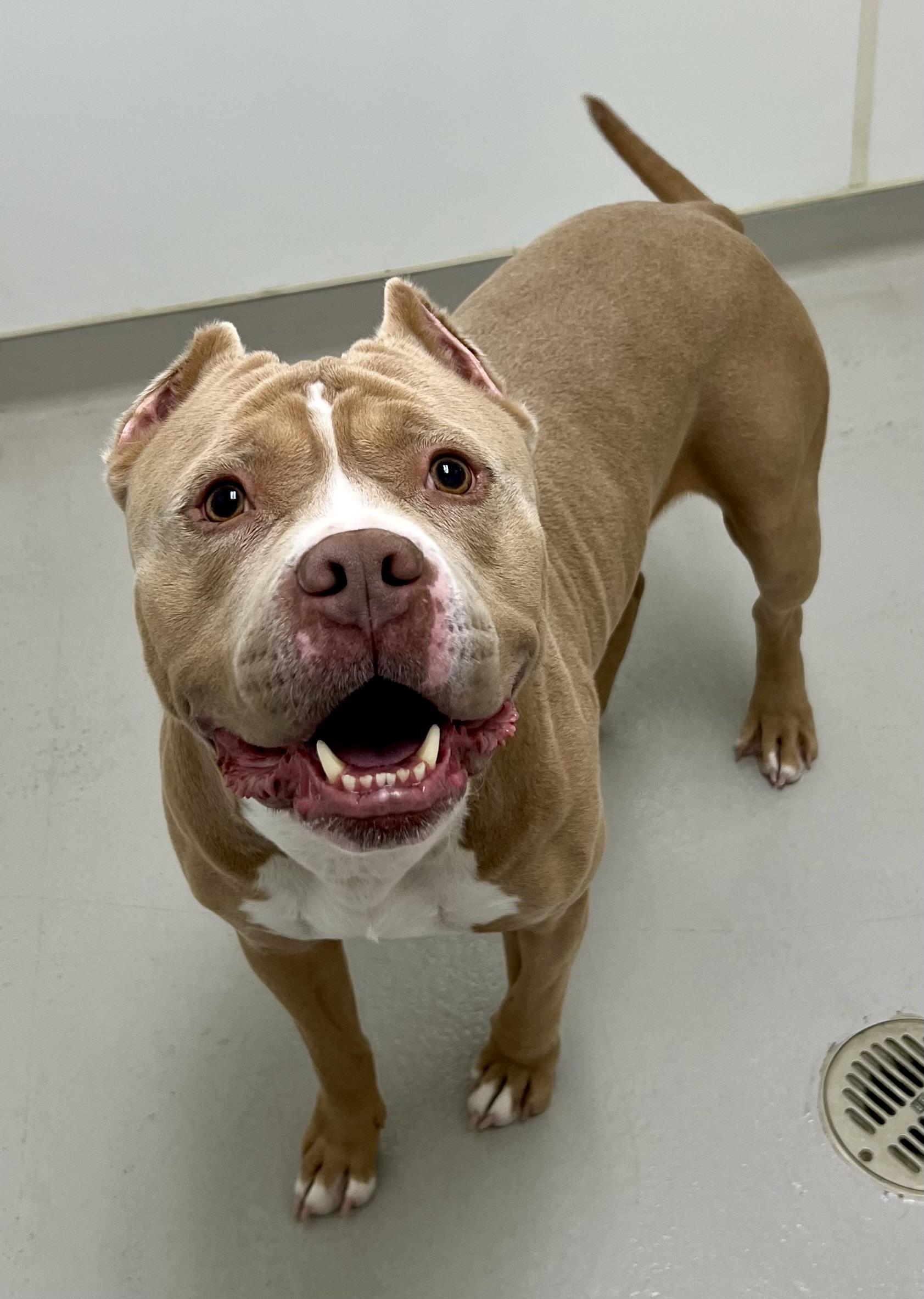 Enlarge Meatloaf, a ADOPTABLE mixed breed in Danville, IN image 2/5