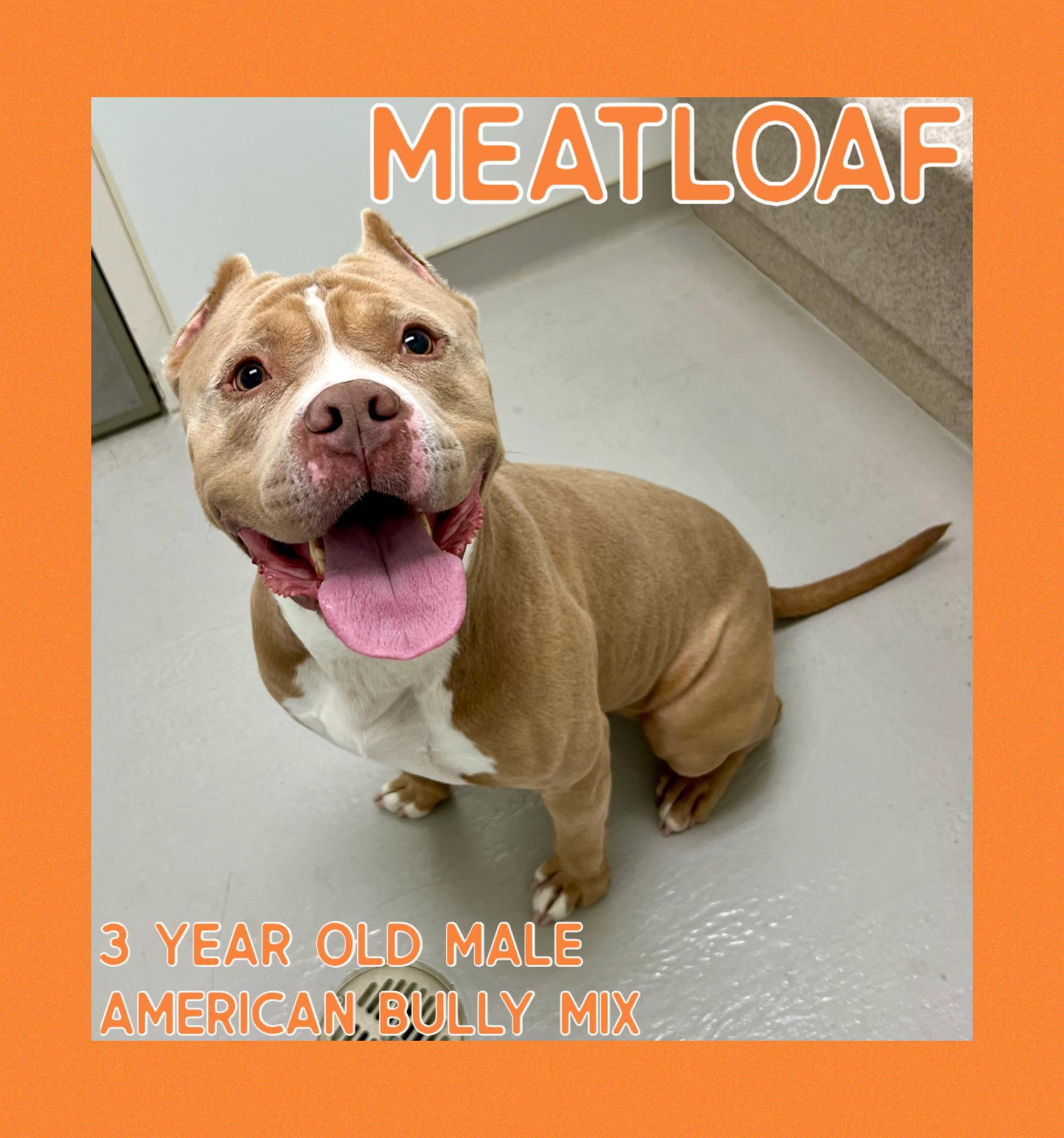 Enlarge Meatloaf, a ADOPTABLE mixed breed in Danville, IN image 1/5