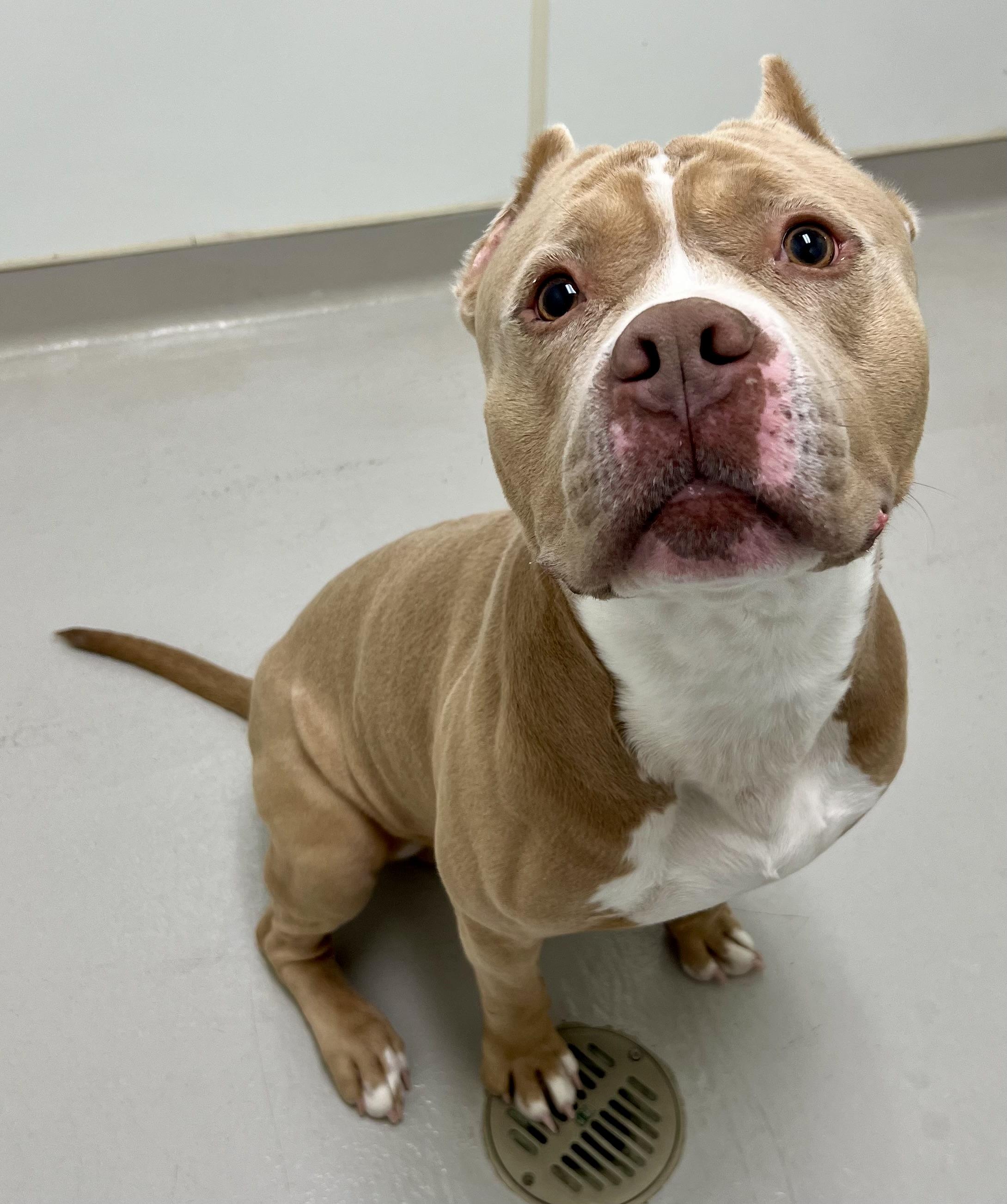 Enlarge Meatloaf, a ADOPTABLE mixed breed in Danville, IN image 4/5