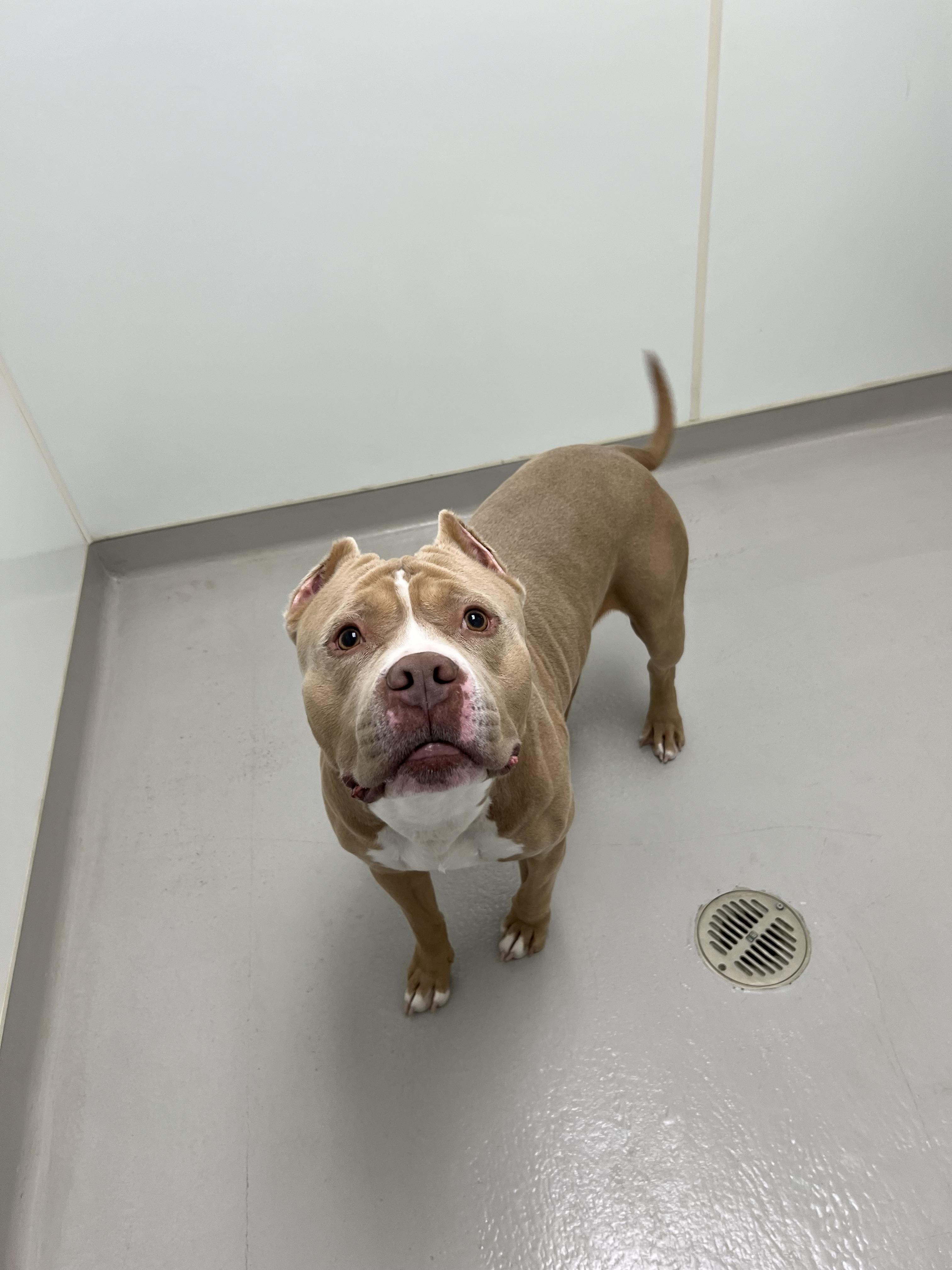 Enlarge Meatloaf, a ADOPTABLE mixed breed in Danville, IN image 5/5