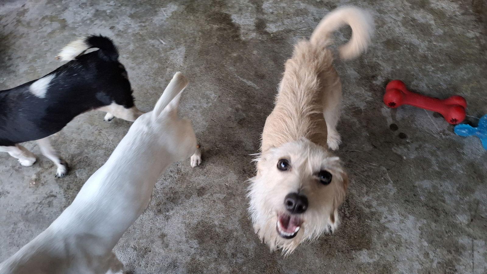 Enlarge CIERRA, a Adopted mixed breed in Sebec, ME image 1/3