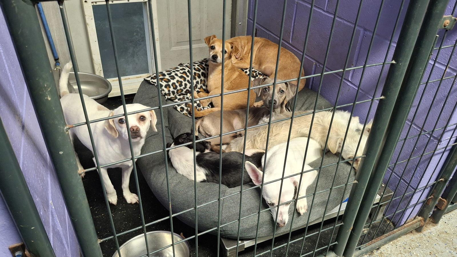 Enlarge CIERRA, a Adopted mixed breed in Sebec, ME image 2/3