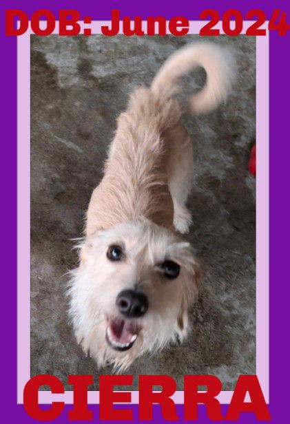 Enlarge CIERRA, a Adopted mixed breed in Sebec, ME image 3/3