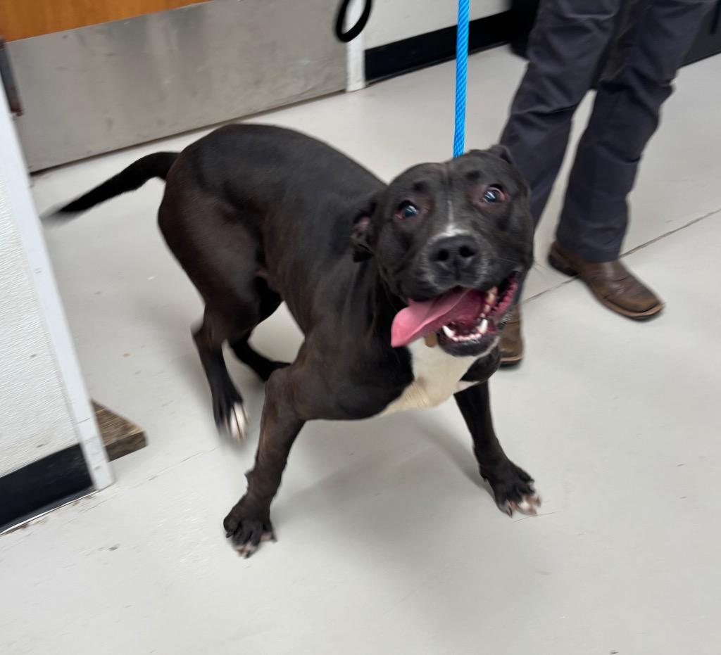 Donnie, a Adopted Hound in Findlay, OH image 2/2