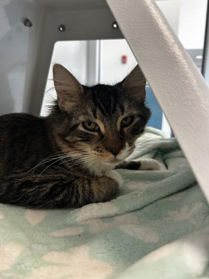 Galaxy Trucker, Adoptable, Kitten Male Domestic Medium Hair & Domestic Short Hair.