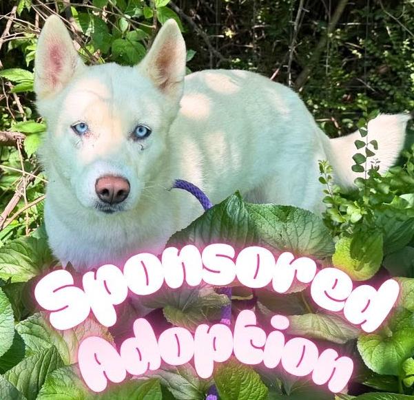 Enlarge Athena, a ADOPTABLE Husky in Culpeper, VA image 1/1